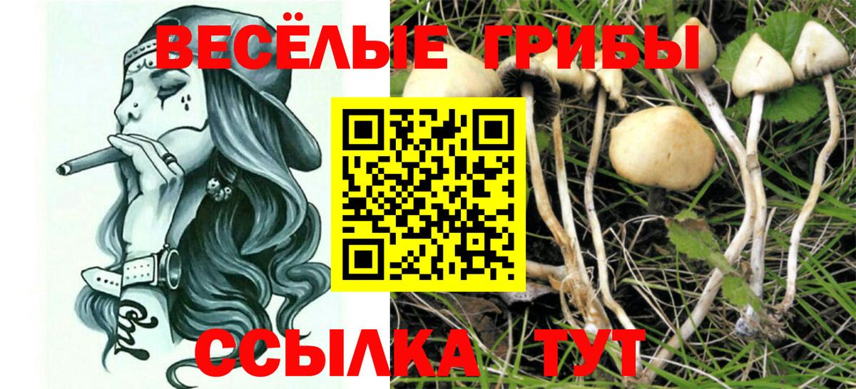 Ярославль  купить наркоту  Вход с VPN  Псилоцибиновые грибы мицелий 
