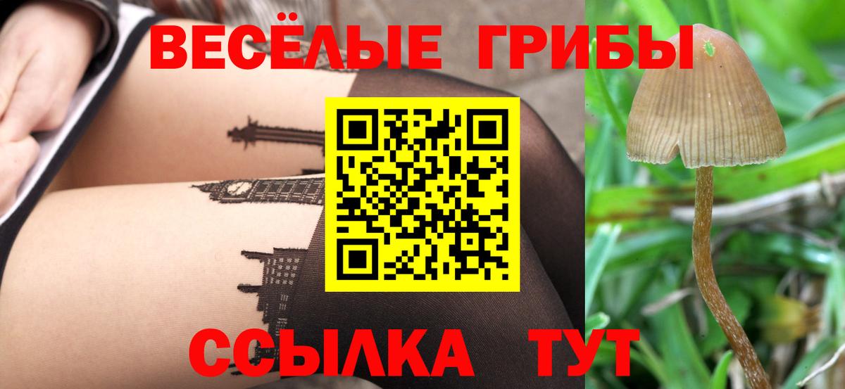 Галлюциногенные грибы Psilocybe Ярославль